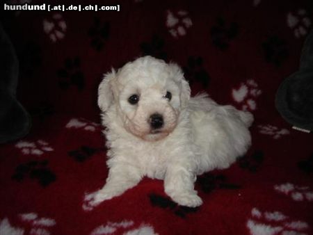 Bichon Frisé Hunde Foto 22106 Bichon Frisé vom Adlerhorst