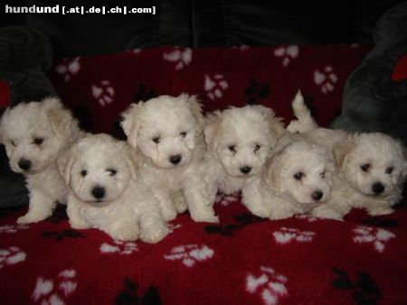Bichon Frisé Hunde Foto 22105 Bichon Frisé vom Adlerhorst