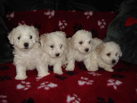 Bichon Frisé Hunde Foto 29694 Bichon Frisé vom Adlerhorst