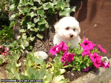 Bichon Frisé Hunde Foto 22571 Bichon Frisé vom Adlerhorst