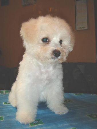 Bichon Frisé Hunde Foto 31463 Bichon Frisé vom Adlerhorst