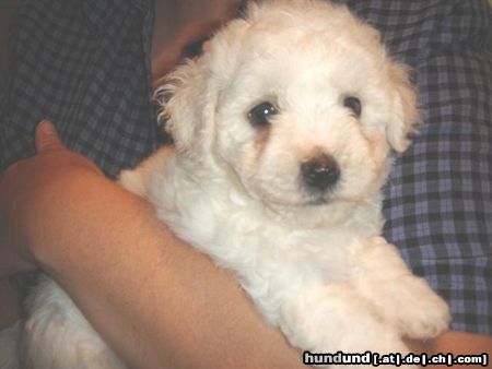 Bichon Frisé Hunde Foto 24275 Bichon Frisé vom Adlerhorst