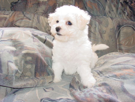 Bichon Frisé Bichon Frise vom Adlerhorst