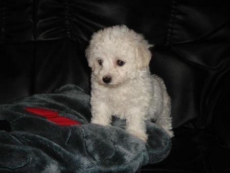 Bichon Frisé Hunde Foto 29695 Bichon Frisé vom Adlerhorst