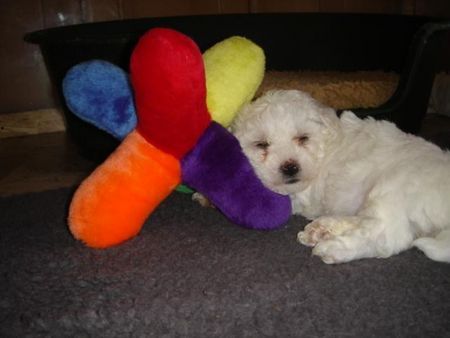 Bichon Frisé Hunde Foto 32728 Bichon Frisé vom Adlerhorst
