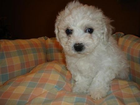Bichon Frisé Hunde Foto 32729 Bichon Frisé vom Adlerhorst