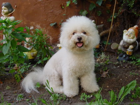 Bichon Frisé Hunde Foto 38362 in höherer Auflösung ansehen Bichon Frisé vom Adlerhorst