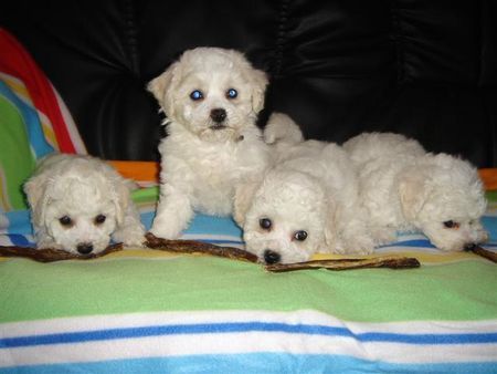 Bichon Frisé Bichon Frise vom Adlerhorst