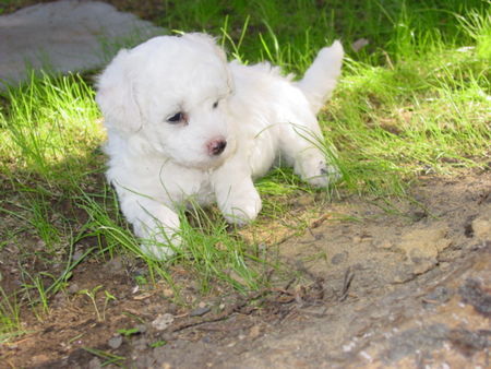 Bichon Frisé Hunde Foto 38363 in höherer Auflösung ansehen Bichon Frisé vom Adlerhorst