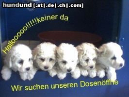 Bichon Frisé Hunde Foto 25979 Bichon Frisé Luna vom Stiefeler-Schloß mit Freund