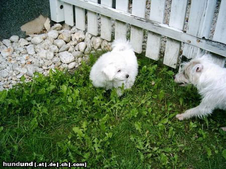 Bichon Frisé Hunde Foto 14132 Bichon Frisé Tabby mit Freundin Joy