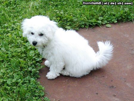 Bichon Frisé Hunde Foto 13980 Bichon Frisé Tabby 3 Monate