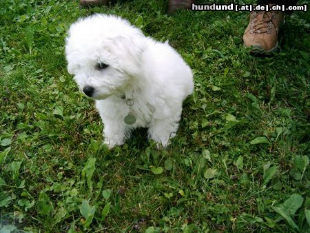 Bichon Frisé Hunde Foto 13981 Bichon Frisé Tabby 3 Monate