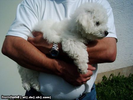 Bichon Frisé Hunde Foto 14133 Bichon Frisé Tabby auf Arm v Herrchen
