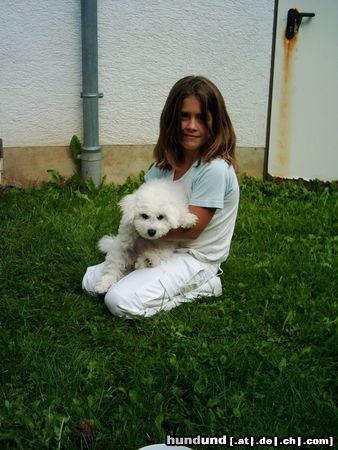 Bichon Frisé Hunde Foto 14143 Bichon Frisé Tabby und Janine