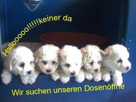 Bichon Frisé Hunde Foto 30747 Bichon Frisé \\\\\\\\\\\\\\\\\\\\\\\\\\\\\\\\\\\\\\\\\\\\\\\\\\\\\\\\\\\\\\\\\\\\\\\\\\\\\\\\\\\\\\\\\\\\\\\\\\\\\\\\\\\\\\\\\\\\\\\\\\\\\\\\\\\\\\\\\\\\\\\\\\\\\\\\\\\\\\\\\\\\\\\\\\\\\\\\\\\\\\\\\\\\\\\\\\\\\\\\\\\\\\\\\\\\\\\\\\\\\\\\\\\\\\\\\\\\\\\\\\\\\\\\\\\\\\\\\\\\\\\\\\\\\\\\\\\\\\\\\\\\\\\\\\\\\\\\\\\\\\\\\\\\\\\\\\\\\\\\\\\\\\\\\\\\\\\\\\\\\\\\\\\\\\\\\\\\\\\\\\\\\\\\\\\\\\\\\\\\\\\\\\\\\\\\\\\\\\\\\\\\\\\\\\\\\\\\\\\\\\\\\\\\\\\\\\\\\\\\\\\\\\\\\\\\\\\\\\\\\\\\\\\\\\\\\\\\\\\\\\\\\\\\\\\\\\\\\\\\\\\\\\\\\\\\