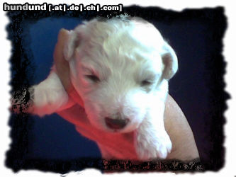 Bichon Frisé Hunde Foto 25269 Bichon Frisé
