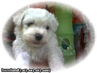 Bichon Frisé Hunde Foto 25270 Bichon Frisé