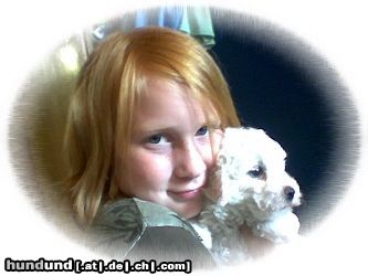 Bichon Frisé Hunde Foto 25271 Bichon Frisé