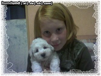Bichon Frisé Hunde Foto 25273 Bichon Frisé