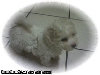 Bichon Frisé Hunde Foto 25274 Bichon Frisé