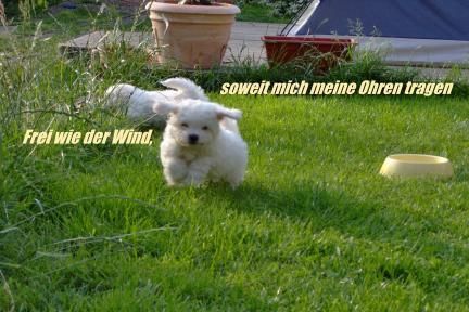 Bichon Frisé Hunde Foto 32695 Bichon Frisé