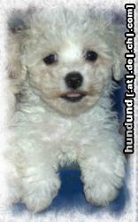Bichon Frisé Hunde Foto 19146 in höherer Auflösung ansehen Bichon Frisé Vom Stiefeler-Schloss
