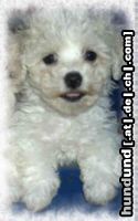 Bichon Frisé Hunde Foto 18486 in höherer Auflösung ansehen Bichon Frisé Vom Stiefeler-Schloss
