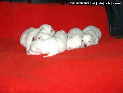 Bichon Frisé Hunde Foto 11879 Bichon Frisé Welpe vom Stiefeler-Schloss