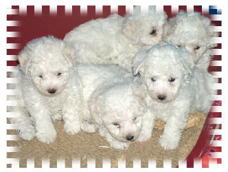 Bichon Frisé Hunde Foto 30743 in höherer Auflösung ansehen Bichon Frisé \\\\\\\\