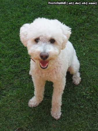 Bichon Frisé Hunde Foto 24715 Bichon Frisé Bichon Frisé /Kreuzung ? aus Mexiko mitgebracht. Kann man diesen suessen Hund einer Rasse zuordnen?