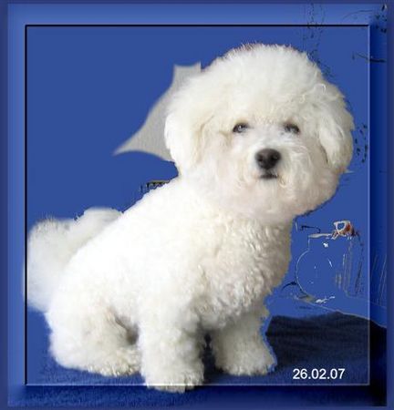 Bichon Frisé Dana - eine Schönheit aus Just for fun