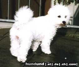 Bichon Frisé Hunde Foto 18157 in höherer Auflösung ansehen Bichon Frisé Debby vom Adlerhorst