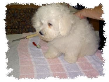 Bichon Frisé Hunde Foto 30744 Bichon Frisé \\\\\\\\\\\\\\\\