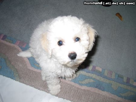 Bichon Frisé Hunde Foto 17934 in höherer Auflösung ansehen Bichon Frisé Qunicy Leo als Baby