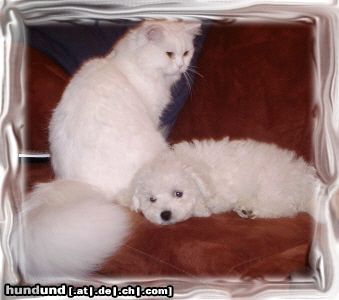 Bichon Frisé Hunde Foto 25977 Bichon Frisé Luna vom Stiefeler-Schloß mit Freund
