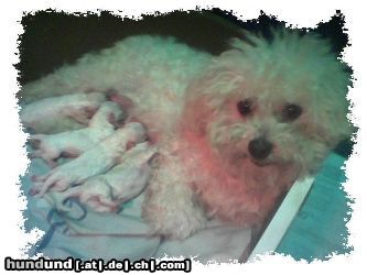 Bichon Frisé Hunde Foto 25982 Bichon Frisé Luna vom Stiefeler-Schloß mit Freund