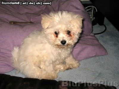 Bichon Frisé Hunde Foto 7570 Bichon Frisé Hallo, ich heiße Mia