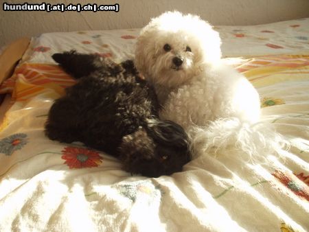 Bichon Frisé Hunde Foto 4848 Bichon Frisé Chicco mit seinem besten Freund Jupp