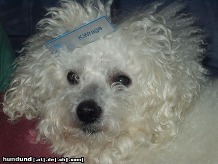 Bichon Frisé Hunde Foto 4847 Bichon Frisé Chicco ganz amtlich ;o)