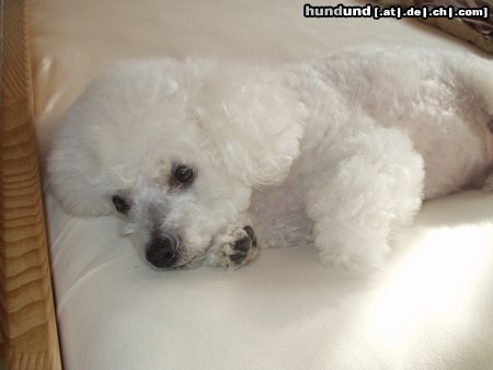 Bichon Frisé Hunde Foto 4849 Bichon Frisé Am besten schläft es sich im Wasserbett