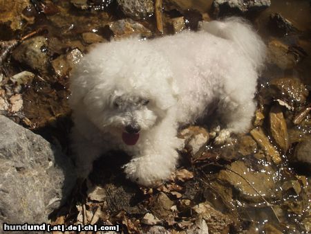 Bichon Frisé Hunde Foto 4850 Bichon Frisé Ich bin ein waschechter Berghund ;o)