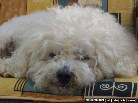 Bichon Frisé Hunde Foto 4851 Bichon Frisé Ein gaaanz müder Krieger ...