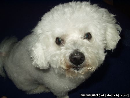 Bichon Frisé Hunde Foto 4852 Bichon Frisé Ich bin kein Naseweiß !!!