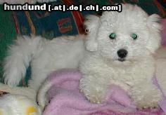 Bichon Frisé Hunde Foto 4605 Bichon Frisé Bichon Frise Benni