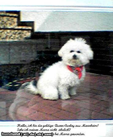 Bichon Frisé Hunde Foto 15414 Bichon Frisé Queen-Curley von der Ruhrhöhe
