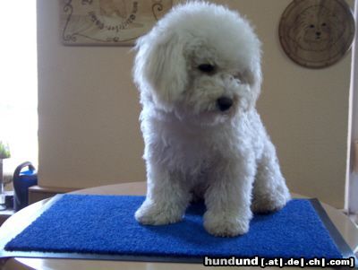Bichon Frisé Hunde Foto 11861 Bichon Frisé Arthos vom Thomasberg