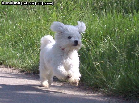 Bichon Frisé Hunde Foto 11652 Bichon Frisé Roxi spielt fangen