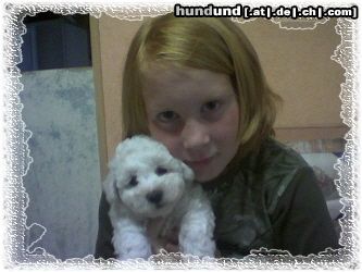 Bichon Frisé Hunde Foto 25980 Bichon Frisé Luna vom Stiefeler-Schloß mit Freund