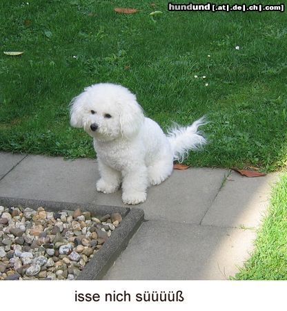 Bichon Frisé Hunde Foto 25192 Bichon Frisé eine ganz liebe. dana aus der zucht JUST FOR FUN